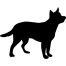 Lost Pet Image.