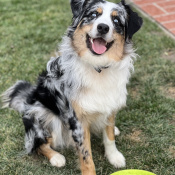 Baxter, a Light-grey, Dark-grey, Black, Tan, White Australian Shepherd Dog