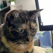 Indigo, a Light-brown, Dark-grey, Grey, Cream, Black, Brown, Dark-brown, Apricot Domestic Sh Cat
