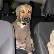 Benji Stocks, a Brown German Shepherd Dog