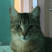 Elsie, a Unknown Tabby Cat