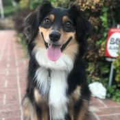 Toby, a Unknown Australian Shepherd Dog