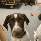 Khelev, a Liver German Shorthaired Pointer Dog