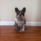 Chispa, a Light-grey, Dark-grey, Black, White Unknown Dog