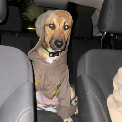 {petName}, a Brown German Shepherd Dog