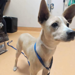 {petName}, a Tan Chihuahua Sh Dog