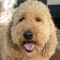 {petName}, a Brown Goldendoodle (Golden Retriever + Poodle) Dog