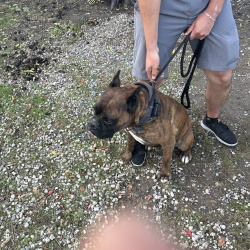 {petName}, a Orange Boxer Dog