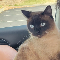 {petName}, a Dark-brown, Brown, Tan Siamese Cat