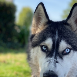 {petName}, a Black, White, Light-grey Alaskan Malamute Dog