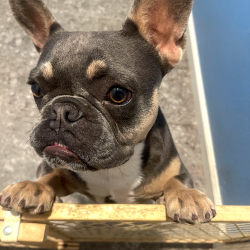 {petName}, a Unknown French Bulldog Dog