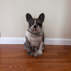 {petName}, a Light-grey, Dark-grey, Black, White Unknown Dog